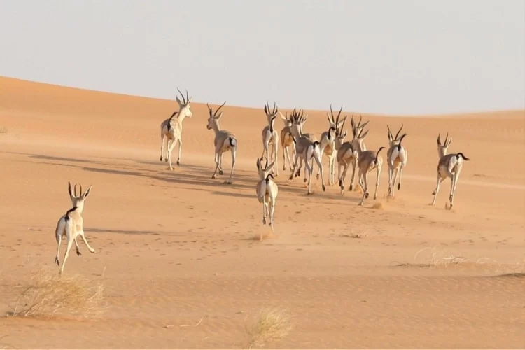 دليلك لأفضل محميات طبيعية في السعودية