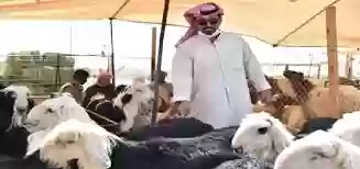 مربي الماشية 